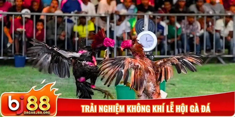 Trải nghiệm không khí lễ hội gà đá