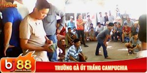 Trường gà Út Tráng Campuchia