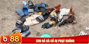 Xem đá gà có bị phạt không