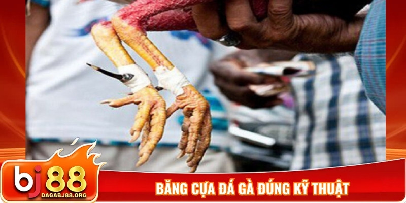 Băng cựa đá gà đúng kỹ thuật