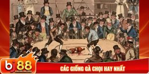 Các giống gà chọi hay nhất
