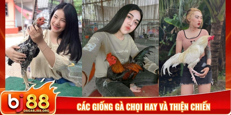 Các giống gà chọi hay và thiện chiến