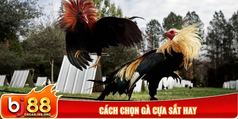 Cách chọn gà cựa sắt hay