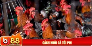 Cách nuôi gà tới pin
