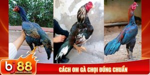 cách om gà chọi đúng chuẩn