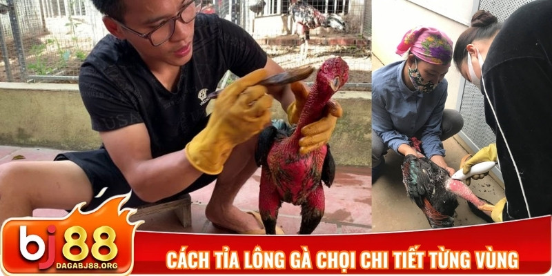 Cách tỉa lông gà chọi chi tiết từng vùng