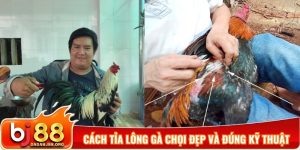 Cách tỉa lông gà chọi đẹp và đúng kỹ thuật