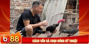 Cách vần gà chọi đúng kỹ thuật