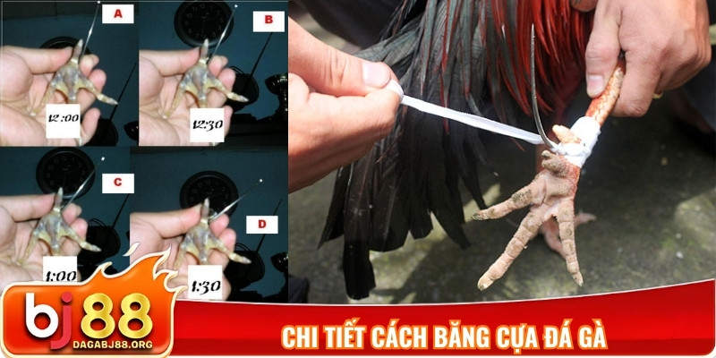 Chi tiết cách băng cựa đá gà