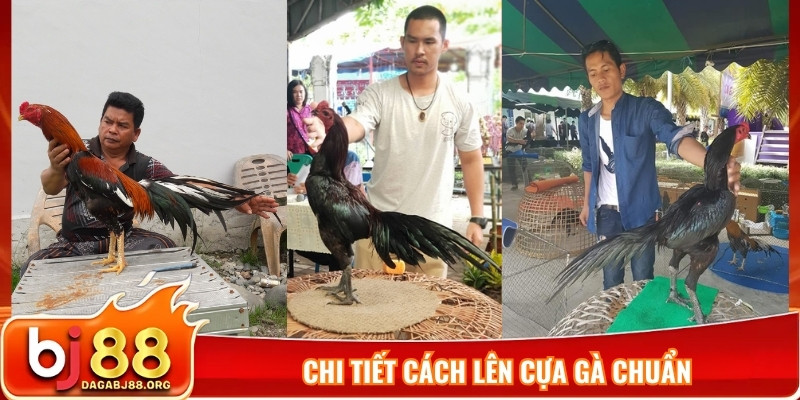 Chi tiết cách lên cựa gà chuẩn