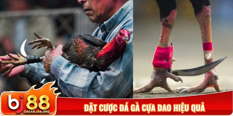 Đặt cược đá gà cựa dao hiệu quả