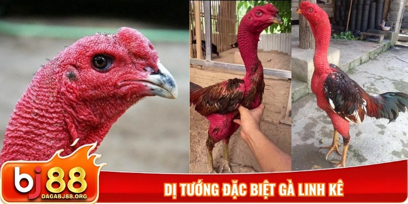 Dị tướng đặc biệt gà linh kê