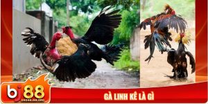 Gà linh kê là gì