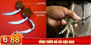 Hình thức đá gà cựa dao