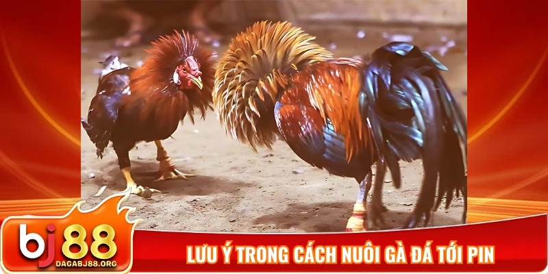 Lưu ý trong cách nuôi gà đá tới pin
