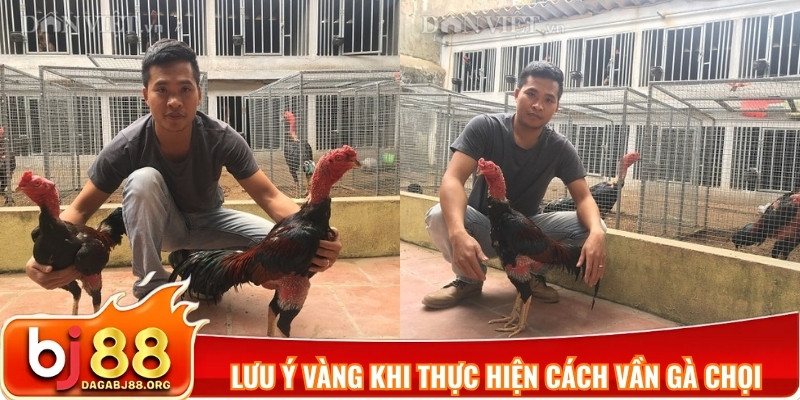 Lưu ý vàng khi thực hiện cách vần gà chọi