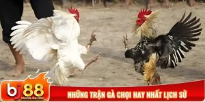 những trận gà chọi hay nhất lịch sử