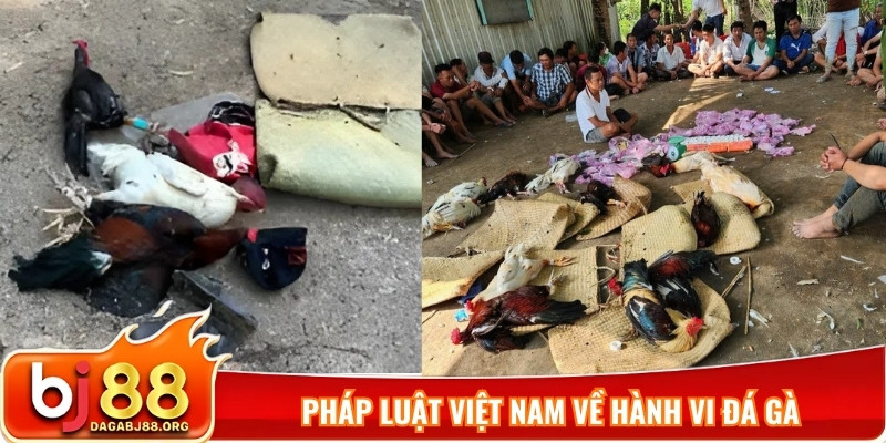 Pháp luật Việt Nam về hành vi đá gà