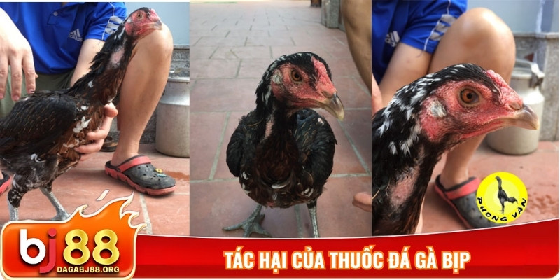 Tác hại của thuốc đá gà bịp