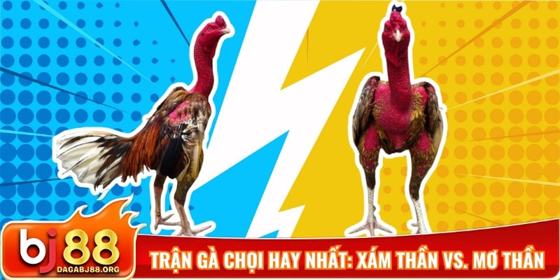 những trận gà chọi hay nhất Việt Nam