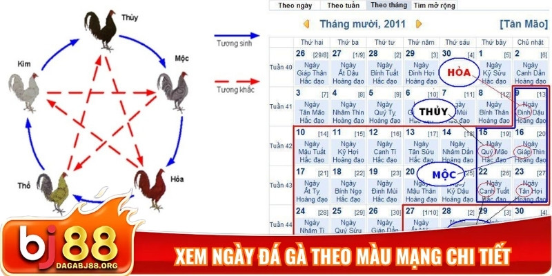 Xem ngày đá gà theo màu mạng chi tiết